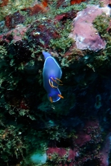 Hypselodoris bullockii