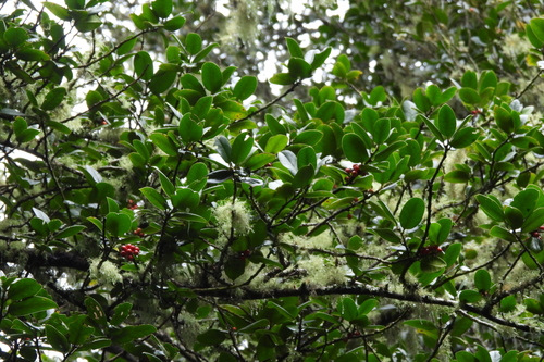 Aquifoliaceae image