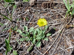 Erigeron aureus