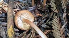 Entoloma cystomarginatum
