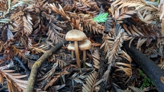 Entoloma cystomarginatum
