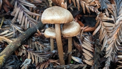 Entoloma cystomarginatum