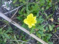 Oenothera laciniata