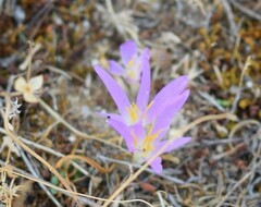 Colchicum montanum