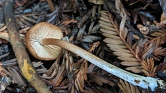 Entoloma cystomarginatum