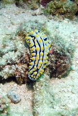 Phyllidia varicosa