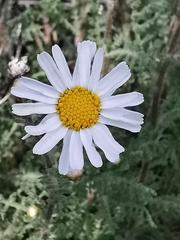 Argyranthemum adauctum image