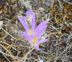 Colchicum montanum