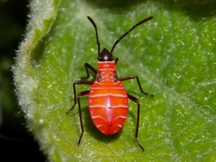 Dysdercus nigrofasciatus