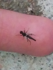 Bibiodes halteralis