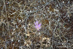 Colchicum montanum