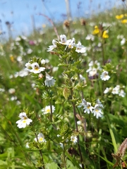 Euphrasia arctica
