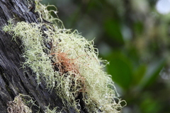 Usnea rubicunda