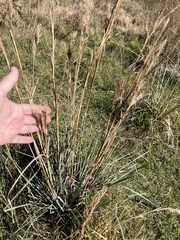 Andropogon cretaceus