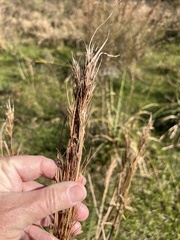 Andropogon cretaceus