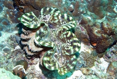 Tridacna squamosa