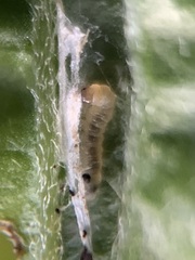 Acleris ptychogrammos