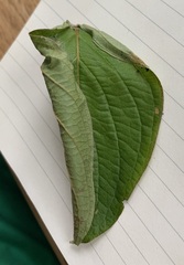 Acleris ptychogrammos