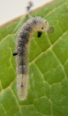 Acleris ptychogrammos