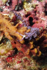 Pteraeolidia semperi