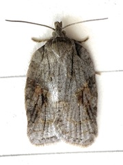 Acleris ptychogrammos