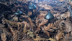 Hygrocybe