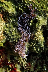 Pteraeolidia semperi