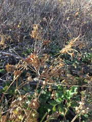 Geranium viscosissimum