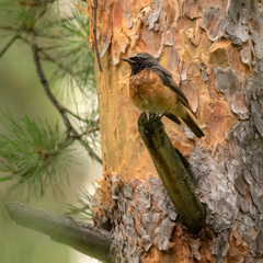 Phoenicurus phoenicurus