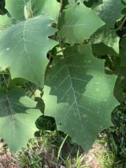 Solanum hirtum