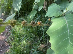Solanum hirtum