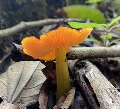 Hygrocybe