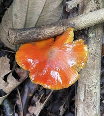 Hygrocybe