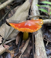 Hygrocybe
