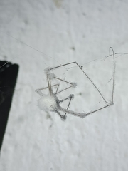 Engyodontium aranearum