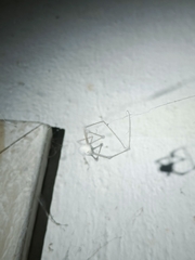 Engyodontium aranearum