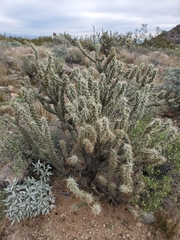 Cylindropuntia acanthocarpa acanthocarpa