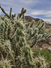 Cylindropuntia acanthocarpa acanthocarpa