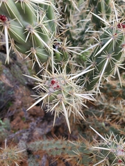 Cylindropuntia acanthocarpa acanthocarpa