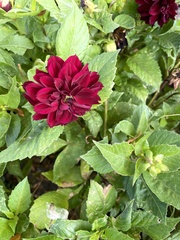 Dahlia