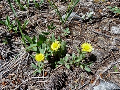 Erigeron aureus