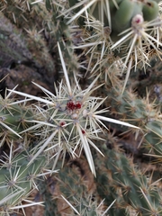 Cylindropuntia acanthocarpa acanthocarpa