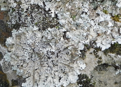 Parmelina