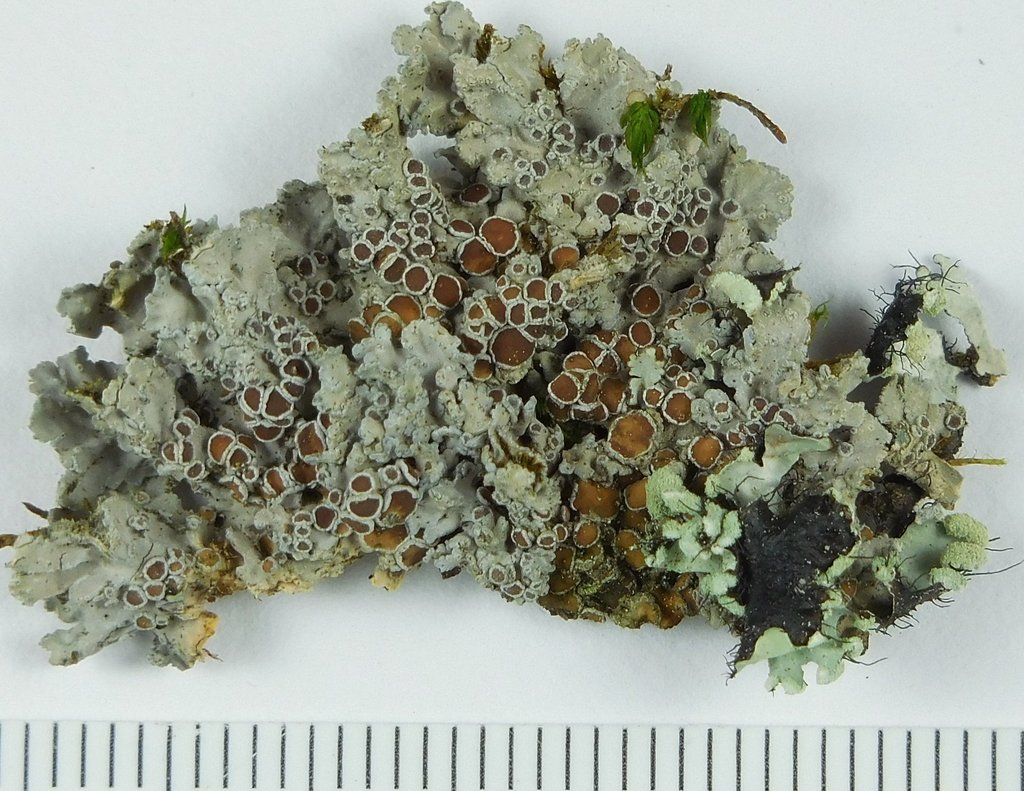 Pannaria rubiginella
