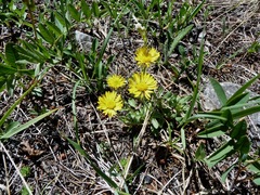 Erigeron aureus