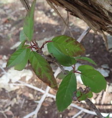 Frangula caroliniana