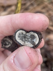 Elaphomyces granulatus