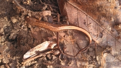 Plethodon websteri