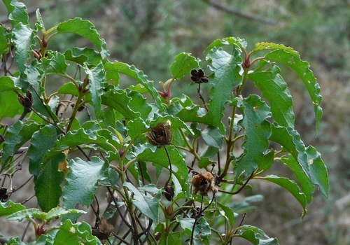 Avistamiento Cistus populifolius