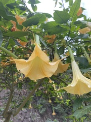 Brugmansia